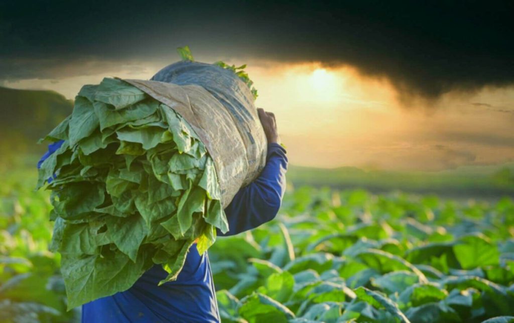 Behold the Majestic Tobacco Fields of Bangladesh, Awash in the Glow of the Setting Sun!