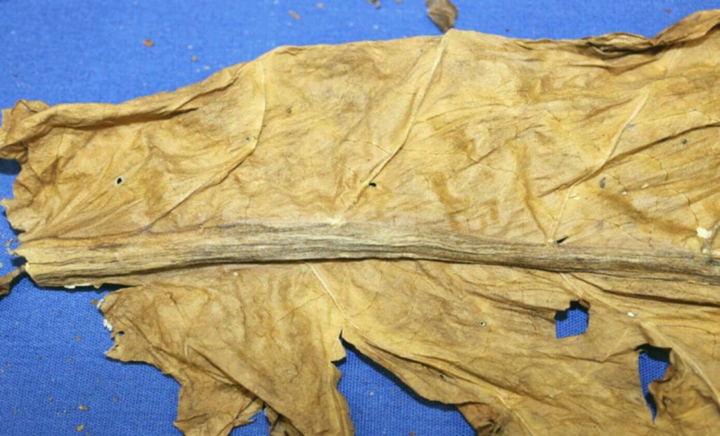 A mesmerizing close-up of a tobacco stem