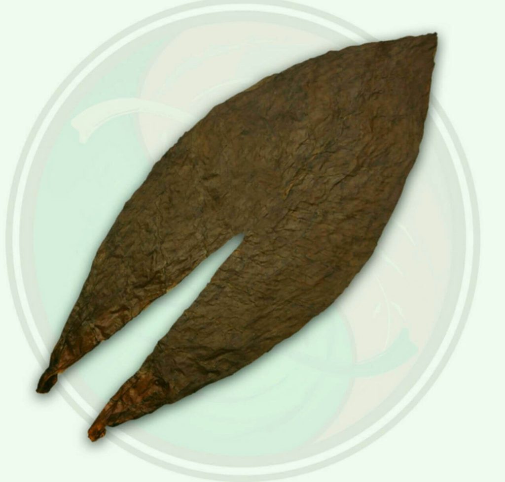 A Captivating Close-up of Cameroon Tobacco Leaf