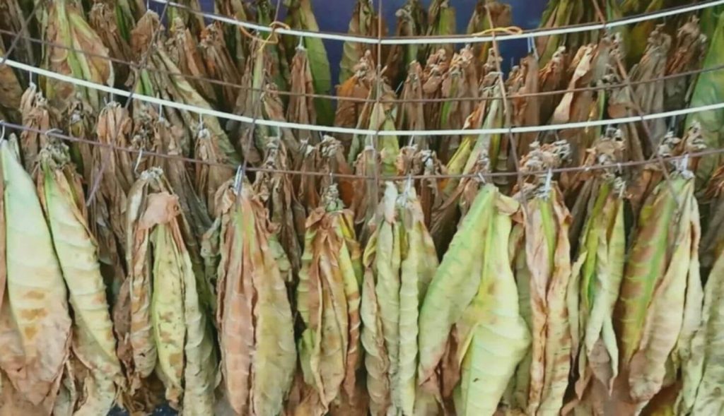 Behold the Allure of Air-Cured Virginia Tobacco Leaves