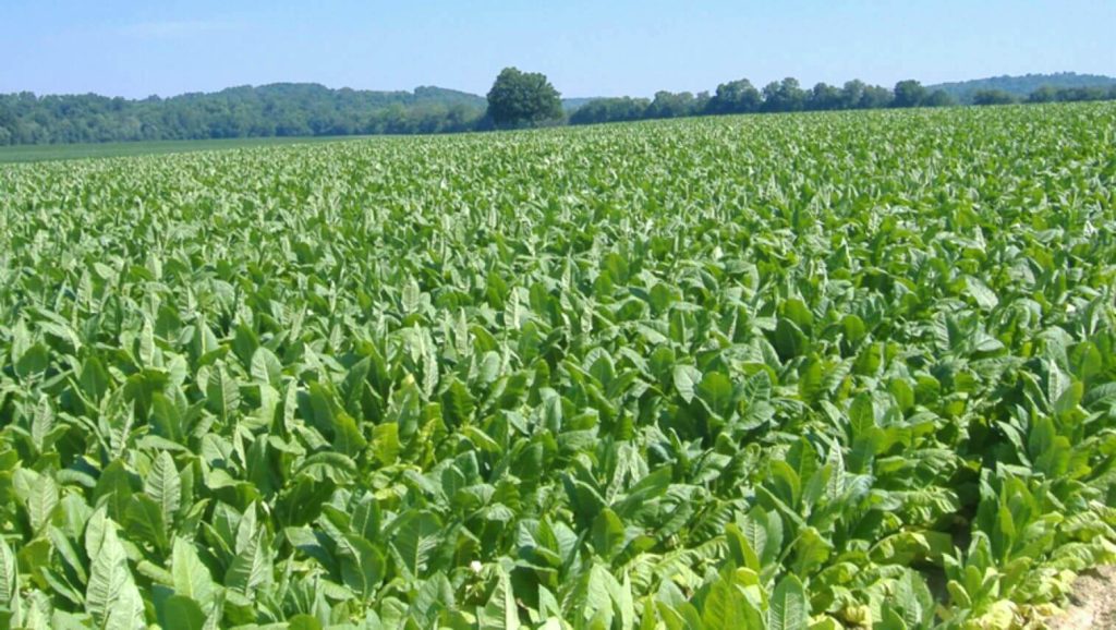A Bountiful Summer's Tapestry: Fields Adorned in Verdant Tobacco Leaves